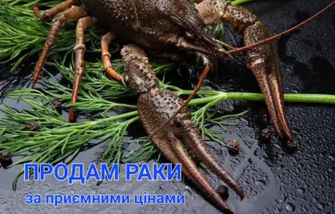 Мальок Рака
