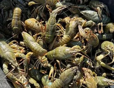 Пропонуються свіжі раки живі та варені