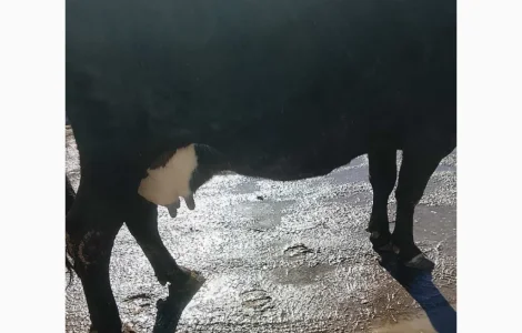 Розтеляна корова на продажу