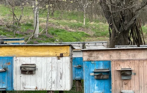 Пропонується бджолопакети карпатка на 4 рамки