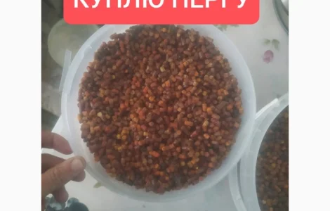 Закупка перги оптом