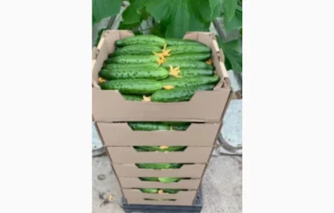 Огурец Естафета - 1 и 2 сорт в продаже