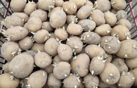 Картофель ранний сорт Ривьера