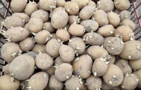 Картофель ранний сорт Ривьера