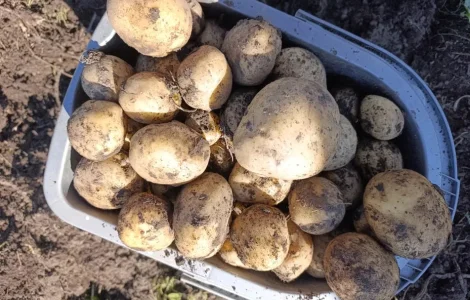 Посадкова картопля Рів'єра та інші сорти