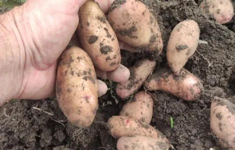 Продажа семенной картошки различных сортов