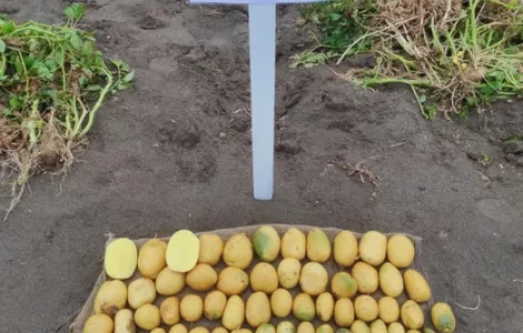 Насіння картоплі Ревєра, 1 репродукція