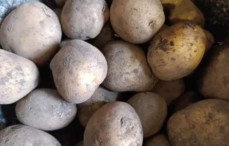 Картопля раннього сорту Рів'ера