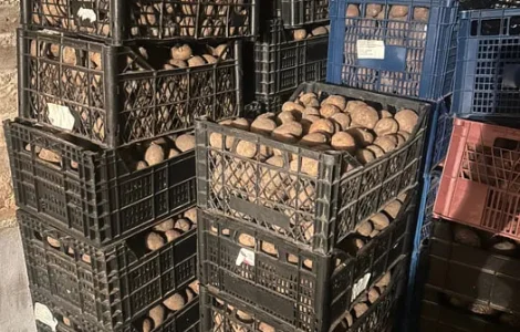 Пропонується велика насіннєва картопля сортів Санте та Белароза