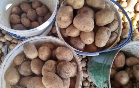 Картопля Санте, Тайфун, Біларосса у продажу