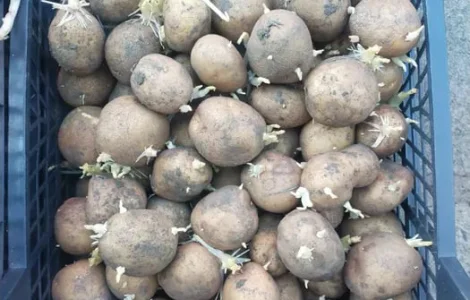 Картопля насіння Санте у продажу