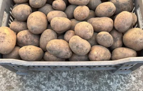 Домашня картопля сорту Беллароза