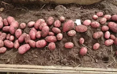 Картопля Гренада белароса у продажу