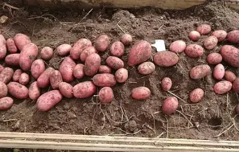 Картопля гренада белароса