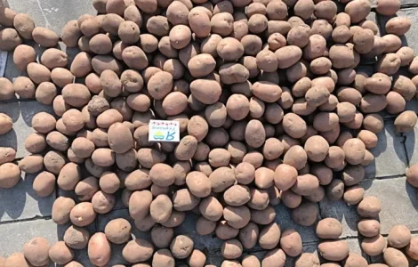 Посадкова картопля Белароса – відмінна якість