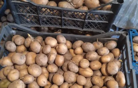 Картопля Адретта – насіннєва та велика