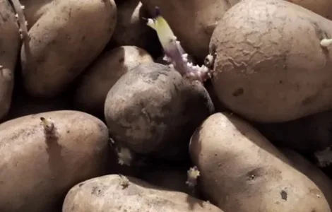 Картопля Адретта, харчова и насіння в продаже