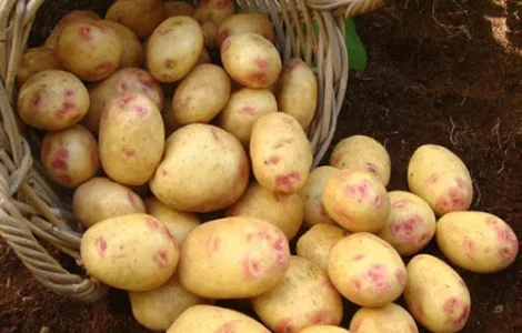 Картопля Пікассо домашня