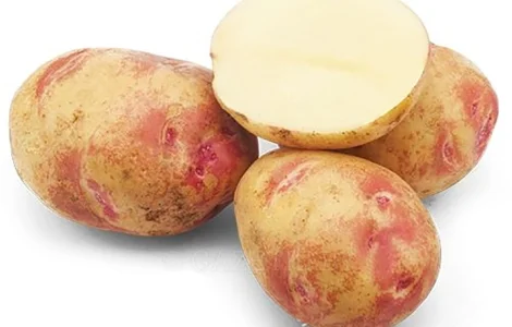 Картопля Кубанка і Пікассо - продаж в Гайсині