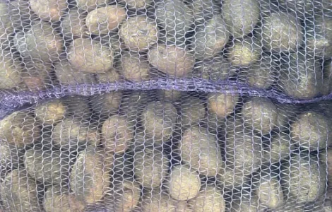 Продається картопля велика та насіннєва сорту Гранада