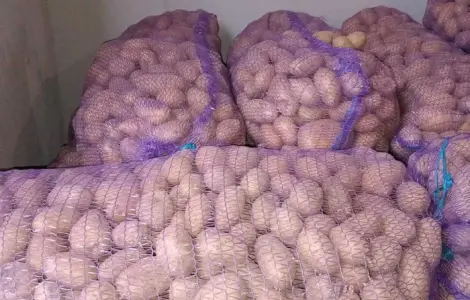 Продам посадкову картоплю сорт гранада