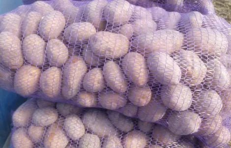 Картопля сорту Мелодія з доставкою