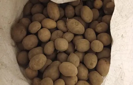 Насінна картопля сорту Мелодія