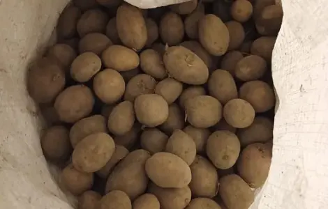 Насінна картопля мелоді