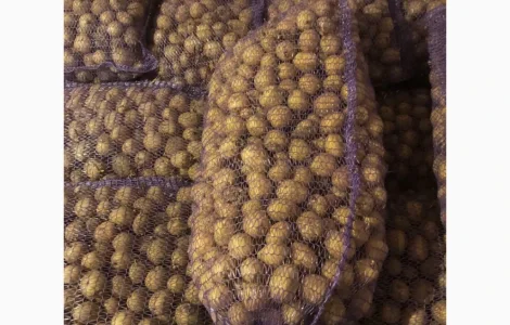 Продажа картофеля сорта Ривьера и Аризона