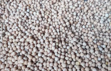 Горох для корму