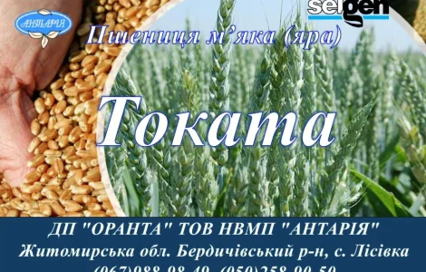 Насіння ярої пшениці Токата на продаж