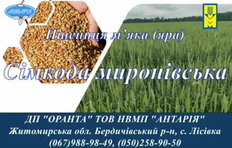 Насіння ярої пшениці Сімкода Миронівська