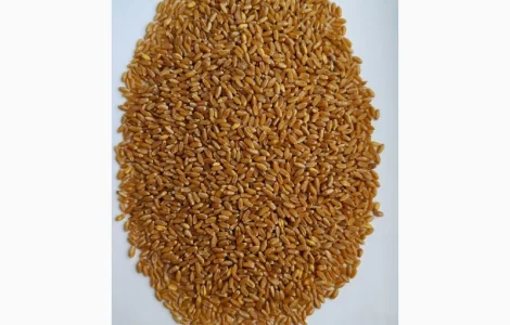 Пшеница твердая БГ Дуриамо 2С - продажа