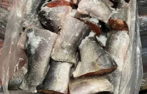 Лосось хребет свіжо морожена тільки ОПТ