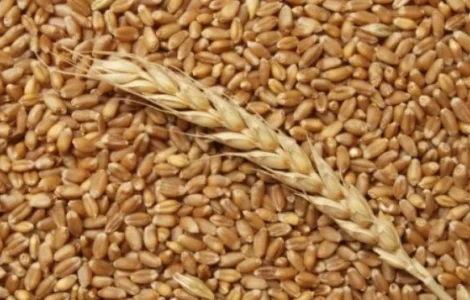 Продаж пшениці 3 класу врожаю 2025 року