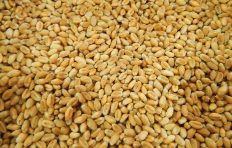 Пропонується пшениця 2-го та 3-го класу