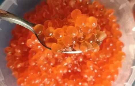 Червона ікра свіжа ціна за 400 грам красная икра