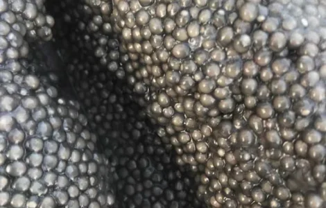 Ікра чорна осетрова, 300 грам, охолоджена,