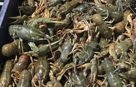 Раки живые вареные жареные речные свежие