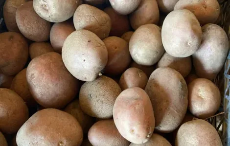 Продається картопля для посадки та вживання