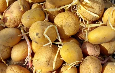 Картопля для посадки з доставкою