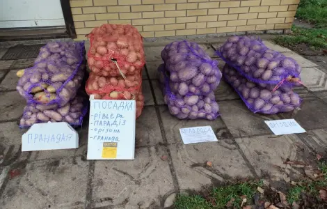Посадкова картошка