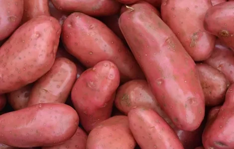 Ранний картофель сорта Шери