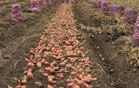 Картопля різних сортів на продаж