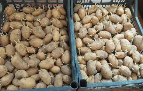 Картопля насінева рання