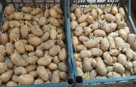 Картопля насінева рання