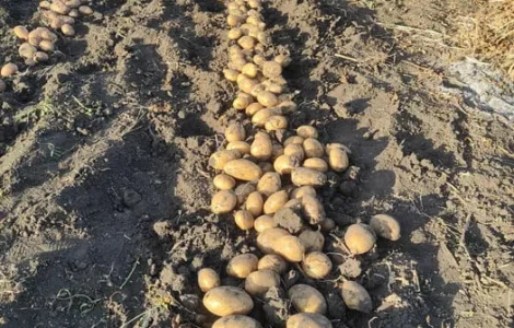 Рання посадкова картопля Спектра, Корінна, Мікадо