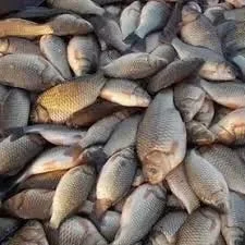Продам оптом карася, тарань, ляща, товстолоба