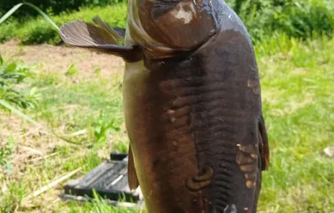 Продам живу рибу (карась)