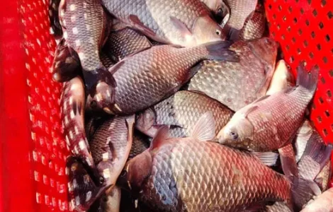 Жива риба (короп, карась, товстолоб), перевезення